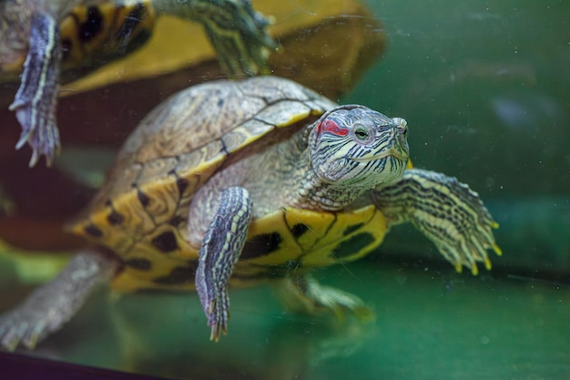 fotografia subacquea del pesce Trachemys scripta elegans primo piano