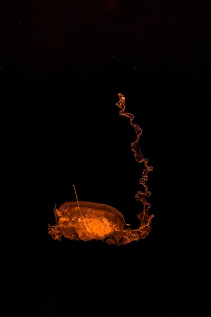 fotografia subacquea della bellissima medusa a strisce viola Chrysaora colorata da vicino