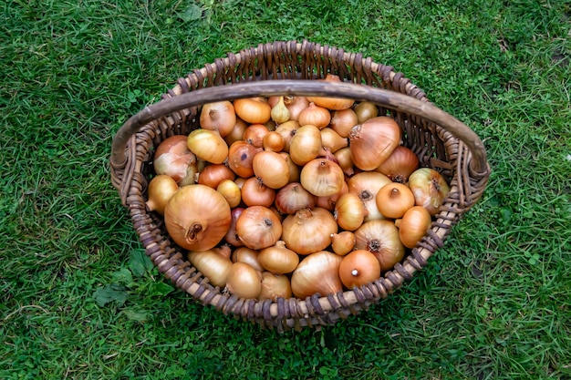 Fotografia sul tema bella pianta vegetale di cipolla