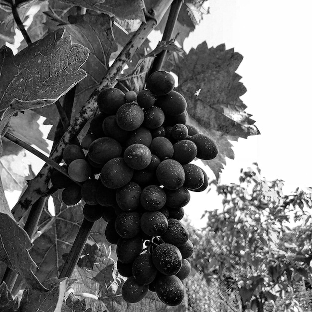 Fotografia sul tema bella uva cespuglio di bacche