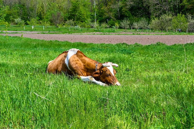 Fotografia sul tema bellissima grande mucca da latte pascina sul prato verde sotto il cielo blu