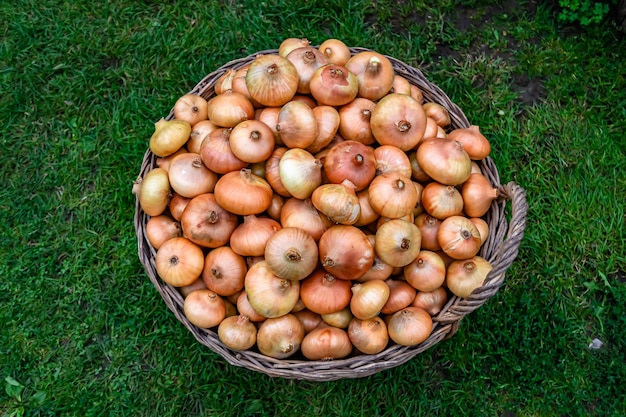 Fotografia sul tema bellissima pianta di verdure di cipolla con pelle napiforme foto costituita da pianta di verdura di cicolla all'aperto in rurale pianta di vegetale di cioccolla da un grande campo raccolto dall'agricoltore