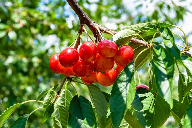 Fotografia sul tema bellissimo albero di ciliegio a rami di frutta con foglie naturali sotto un cielo pulito foto costituita da albero di Ciliegio a fili di frutta all'aperto in campagna albero di frutta a rami di fiori ciliegio in giardino