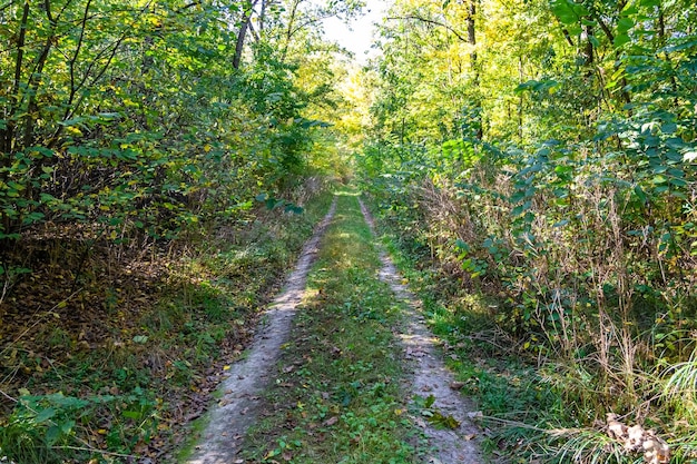 Fotografia sul tema bellissimo sentiero nel bosco di foglie selvatiche