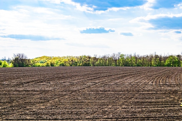 Fotografia sul tema grande campo agricolo vuoto per il raccolto biologico