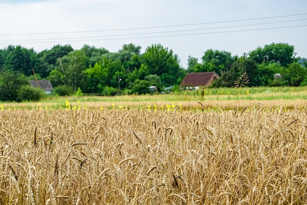 Fotografia sul tema grande campo di fattoria di grano per la raccolta biologica foto composta da grande campo di fattoria di grano per il raccolto sullo sfondo del cielo campo di fattoria di grano per raccogliere questa natura naturale stagione autunnale