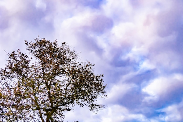 Fotografia sul tema grande e bellissimo albero di betulla autunnale sullo sfondo del cielo luminoso