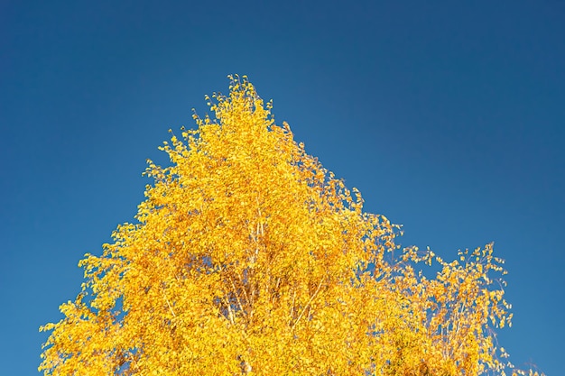 Fotografia sul tema grande e bellissimo albero di betulla autunnale sullo sfondo del cielo luminoso