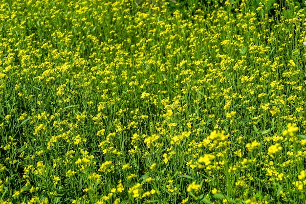 Fotografia sul tema senape di fiori selvatici che crescono su sfondo foto di prato composta da senape di fiori selvatici a senape di fiori selvatici di prato in campagna di prati di erbe