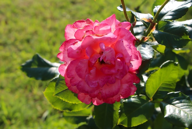 fotografia superiore anteriore di una bella rosa rosa su uno sfondo verde sfocato del giardino varietà Waikiki