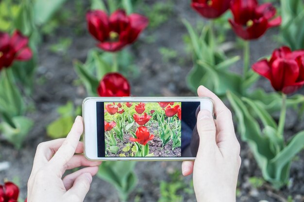 Fotografie di ragazza al telefono bellissimi tulipani rossi tulipa