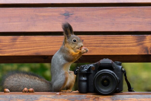 Fotografie di scoiattolo sulla fotocamera