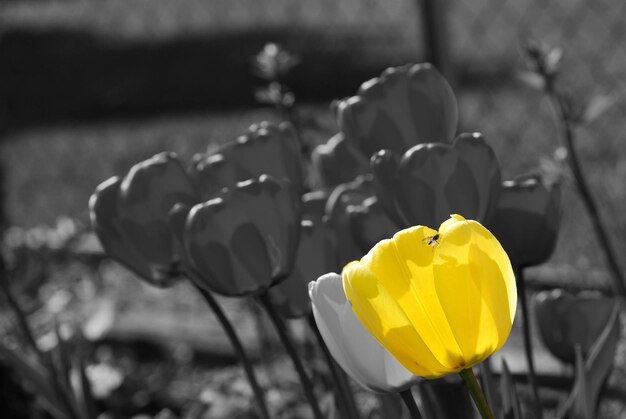 Fotomontaggio Gelbe tulpe und viele graue