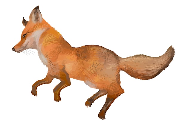 Fox astuto marrone png illustrazione sfondo trasparente