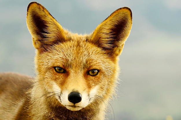 Fox che annusa in piena libertà sospettosa e astuta