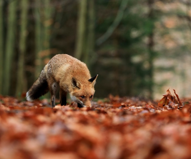 Fox in autunno foresta