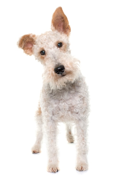 fox terrier femmina