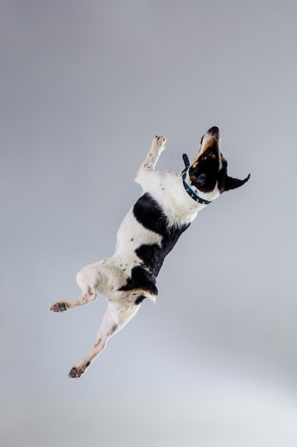 Fox terrier in posa in studio su sfondo grigio