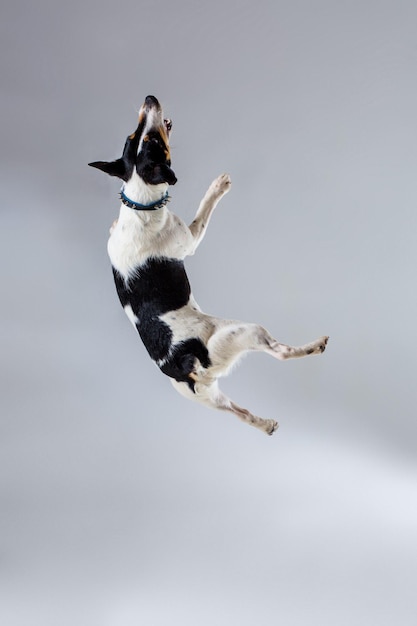 Fox terrier in posa in studio su sfondo grigio