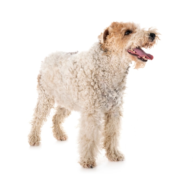 fox terrier in studio