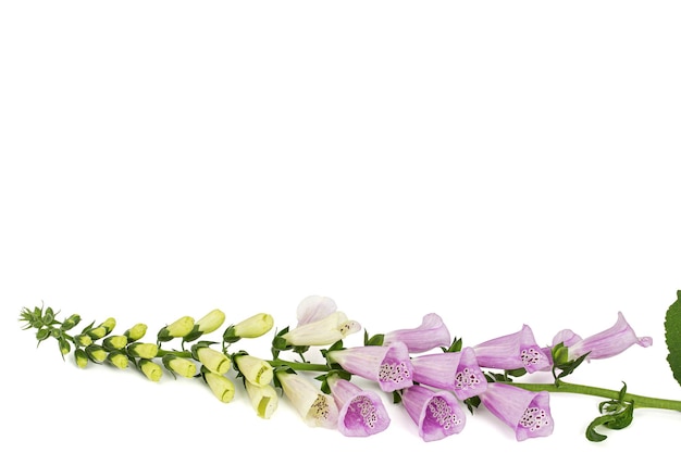 Foxglove fiori lat Digitalis isolati su sfondo bianco