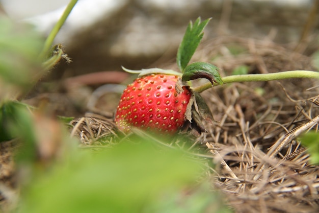 fragola a terra