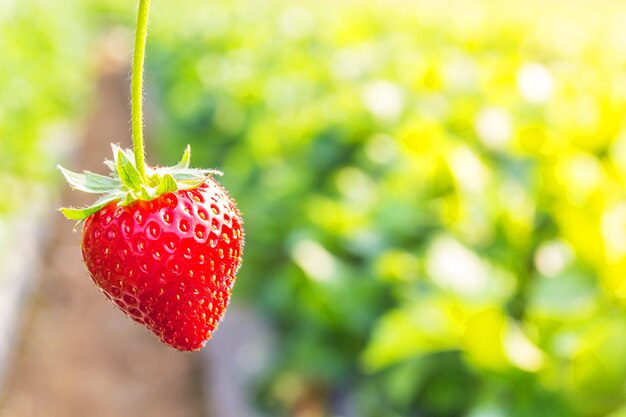 Fragola con piantare sfondo fragola