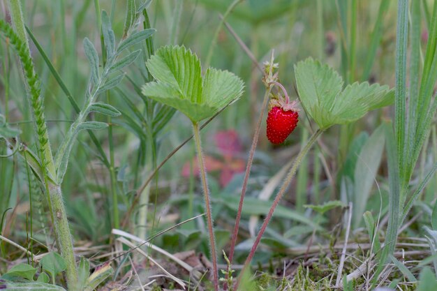 fragola di bosco nell'erba