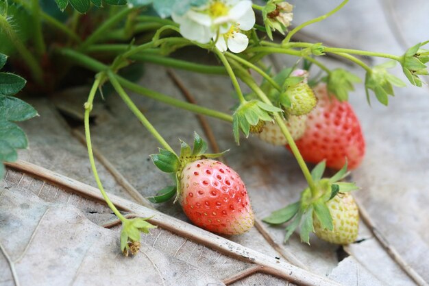 Fragola di gruppo in giardino