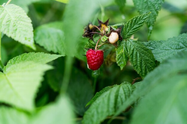 Fragola e foglia su sfondo verde