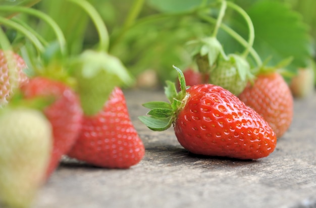 Fragola fresca e matura in giardino