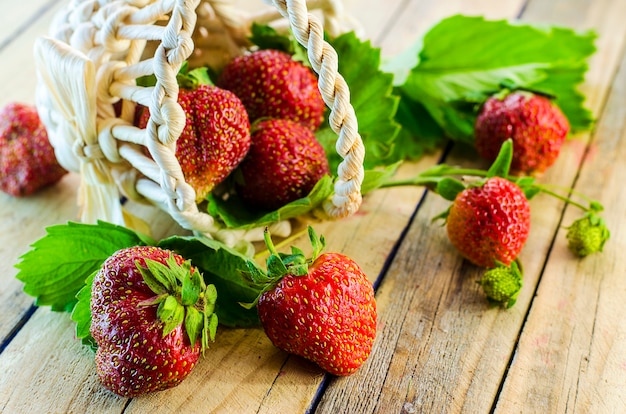 Fragola fresca e matura raccolta in un canestro