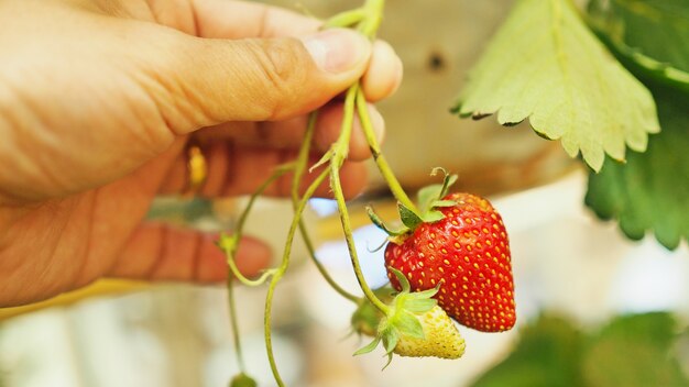 Fragola fresca in giardino