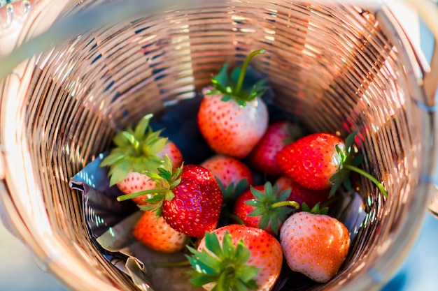 Fragola fresca nel cestino