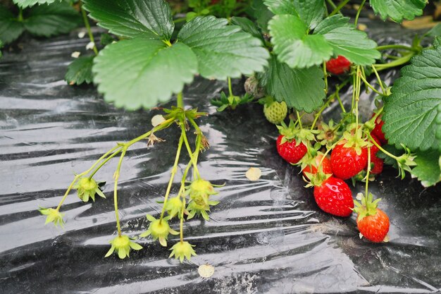 fragola in fattoria