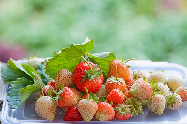 Fragola matura fresca su sfondo verde