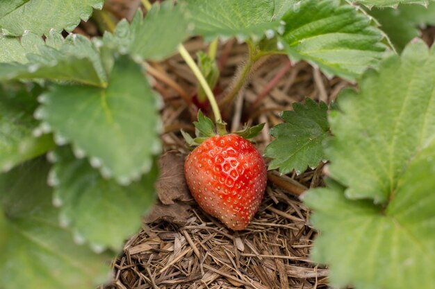 fragola matura in un albero Stawbery