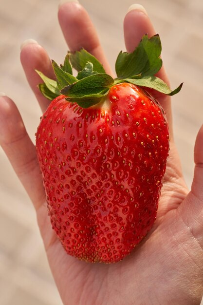 Fragola naturale gigante nella vista dall'alto della mano della ragazza