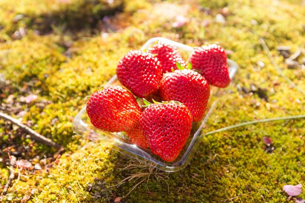 Fragola perfetta matura fresca