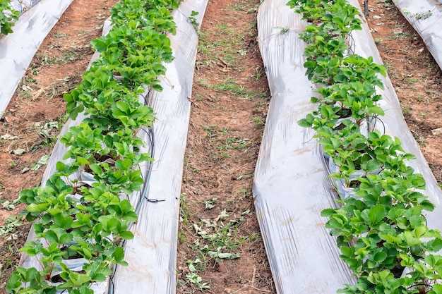 Fragola rossa all'aperto fresca dolce nel giardino che cresce all'esterno in file di terreno con fragole mature e saporitexA