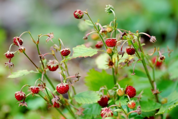 Fragola rossa