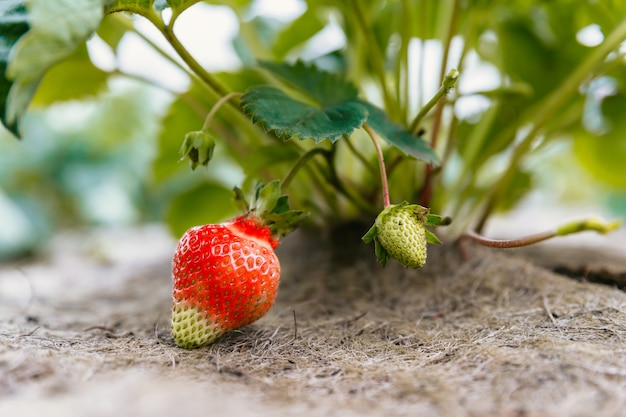 Fragola su una boccola in un giardino