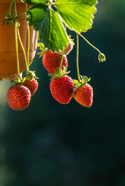 Fragole appese a un vaso