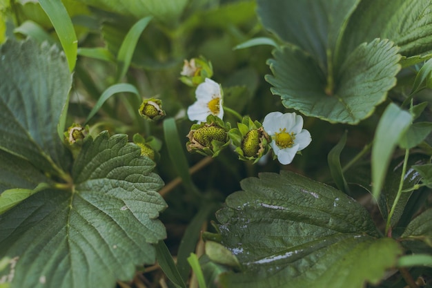 Fragole che crescono in una fattoria