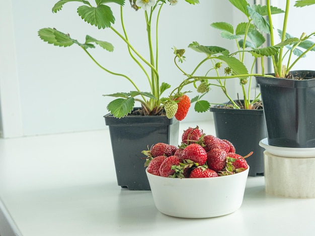 Fragole che crescono sul davanzale in vaso, bacche rosse che pendono dai rami.