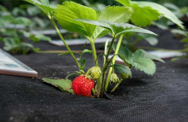 Fragole del primo piano che crescono fragole mature nel cespuglio crescente del giardino