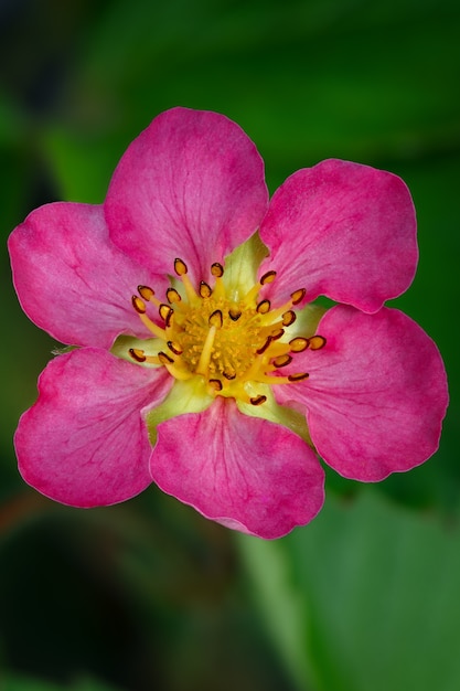 Fragole di fiori rosa piantate in giardino.