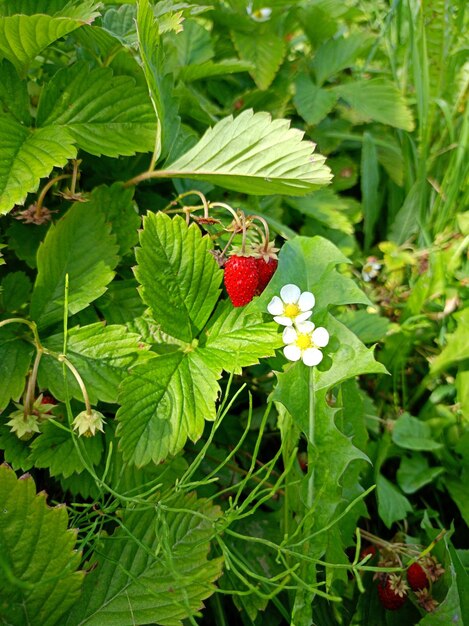 Fragole di giardino mature con fiori su un cespuglio in foto verticale