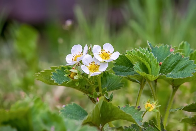 Fragole fragole da giardino che fioriscono in primavera