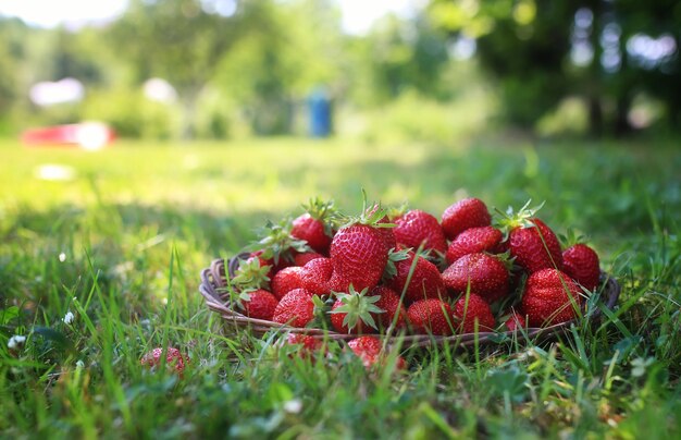 Fragole fresche all'aperto